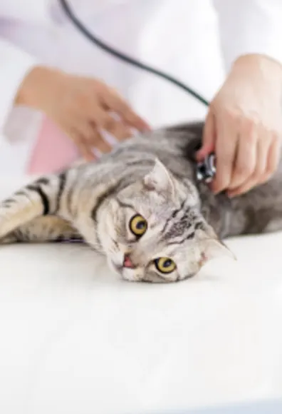 Cat being examined by doctor